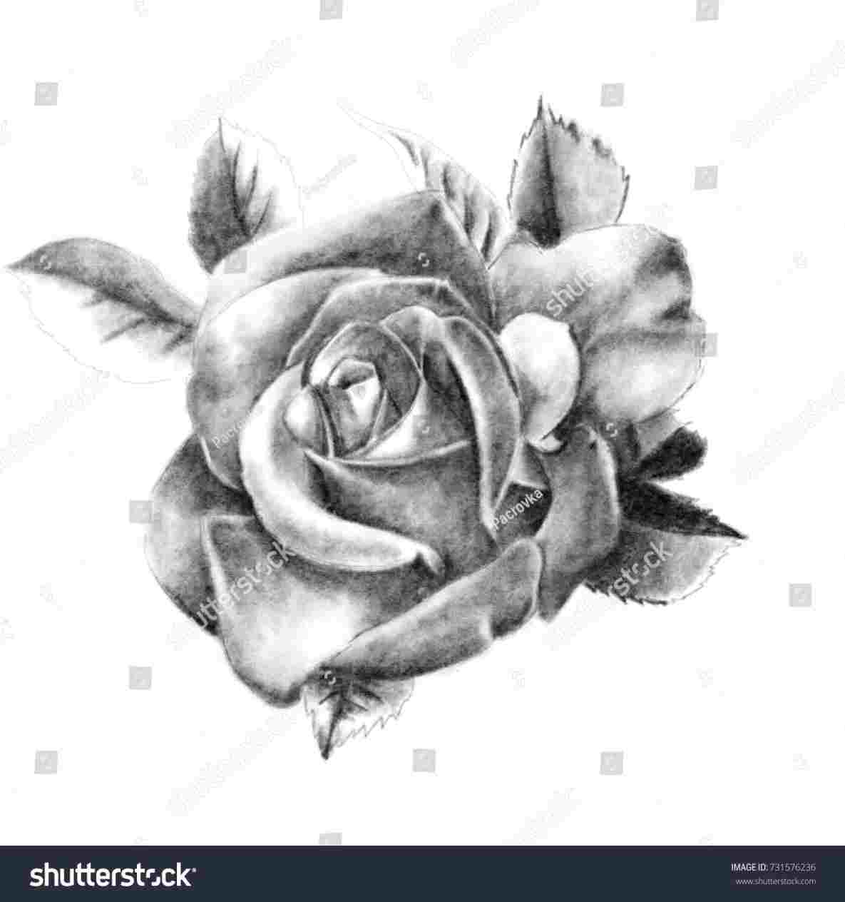 1185x1264 Beautiful Detailed Rose Drawings In Pencil - Detailed Rose Drawing