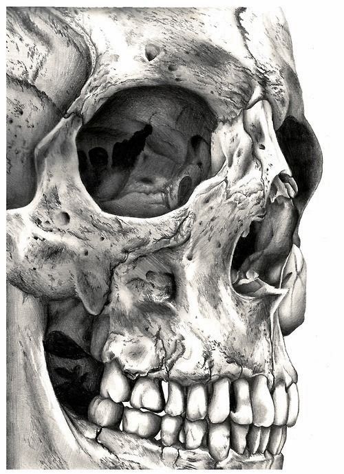 500x690 incredibly detailed skull drawing skulls craneo dibujo, arte - Detailed Skull Drawing