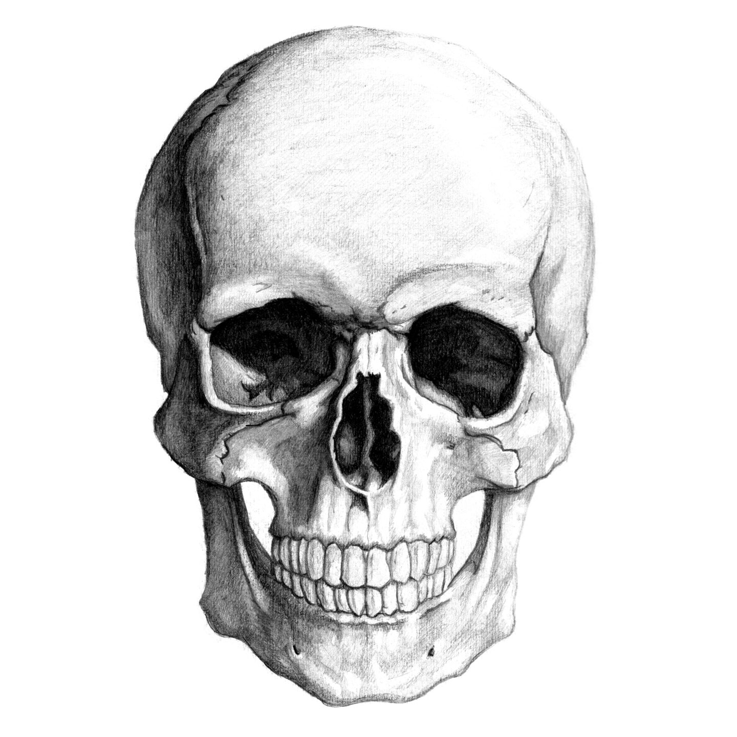 1440x1440 kernie cam productions gallery skull pencil drawing - Detailed Skull Drawing