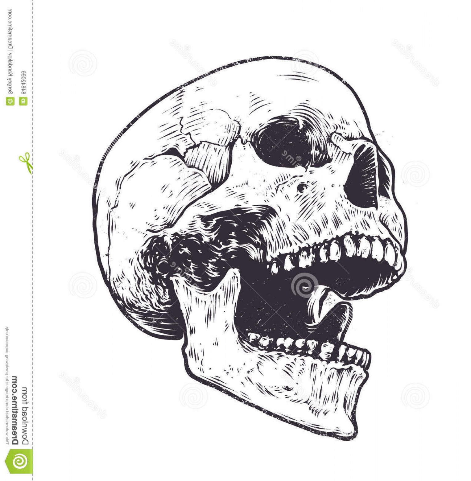 1527x1560 stock illustration anatomic skull vector art detailed hand drawn - Detailed Skull Drawing