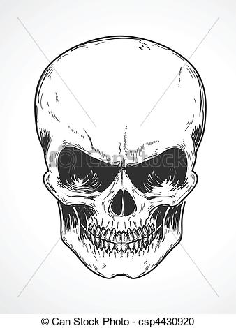 338x470 Vector Illustration Of Detailed Human Skull - Detailed Skull Drawing