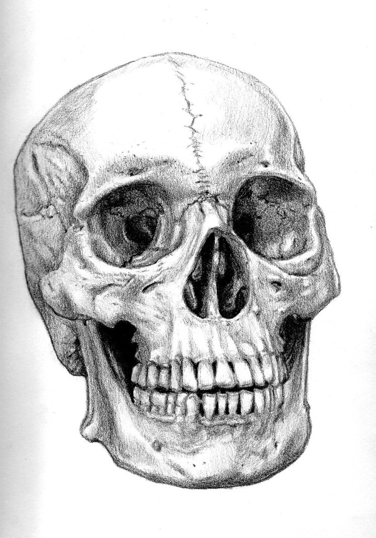 747x1069 Artist Observe Skulls And No Peace - Detailed Skull Drawing