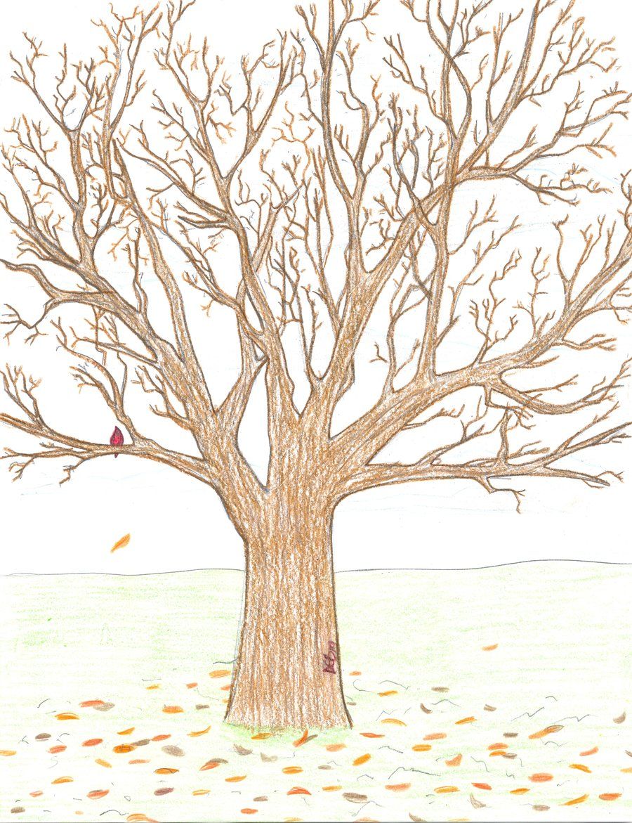 Дерево без листьев для срисовки
