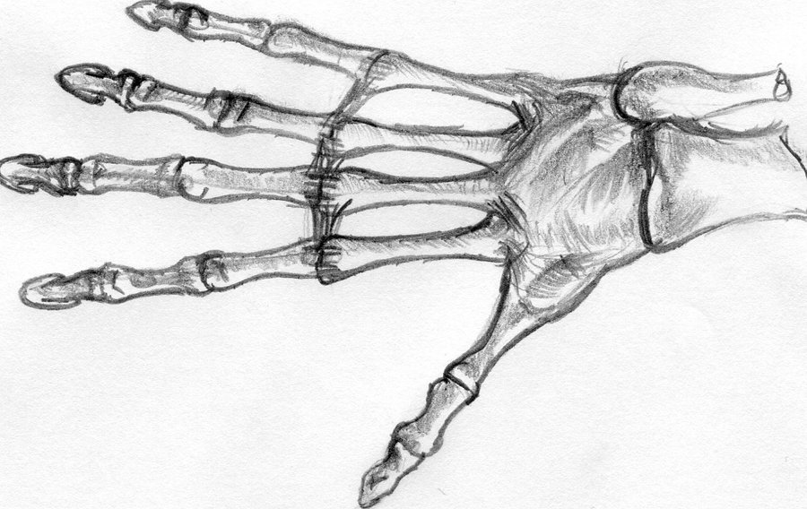 900x568 Bones Of The Hand Kopale Drawings Of Bones Inbii - Deviantart Drawings