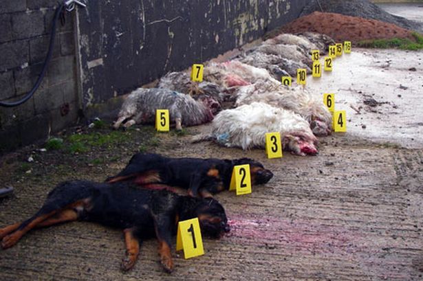 615x409 Devil Dogs Go On Sheep Killing Rampage In Denbigh - Devil Dog Drawings