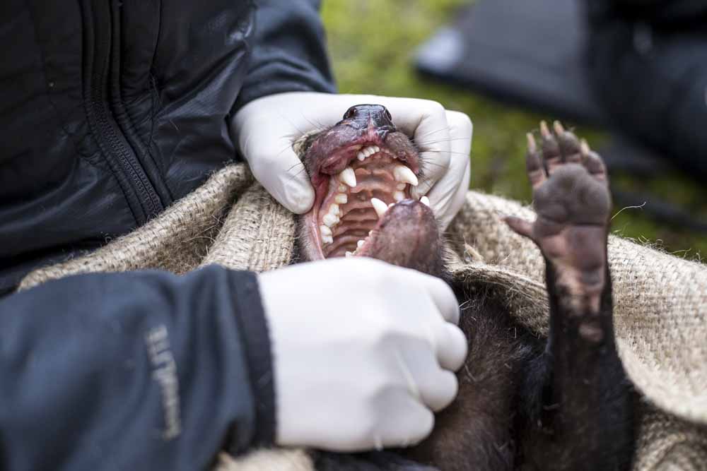 1000x667 Uncertain Hope Blooms For Tasmanian Devils - Devil Dog Drawings
