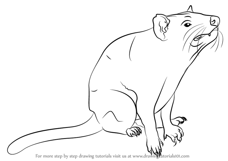 800x566 Learn How To Draw Tasmanian Devil - Devil Drawing Images