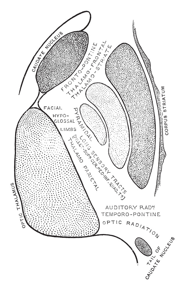 637x1000 Diagrammatic Representation Of The Internal Capsule, Vintage Line - Diagrammatic Drawing
