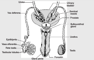 326x207 draw a labelled diagrammatic view of human male reproductive - Diagrammatic Drawing