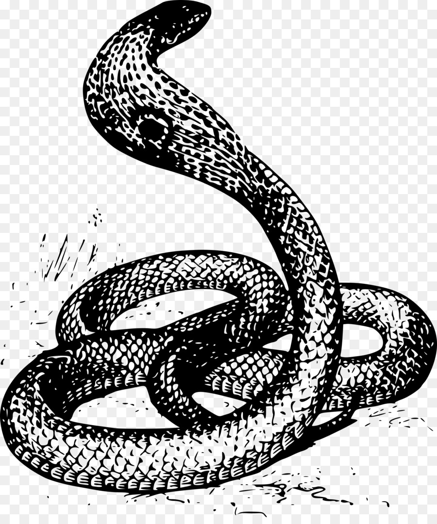 900x1080 Drawn Cobra Diamondback Rattlesnake - Diamondback Rattlesnake Drawing