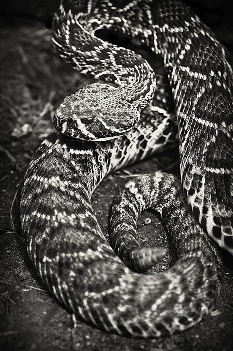 Diamondback Rattlesnake Drawing At Paintingvalley.com 