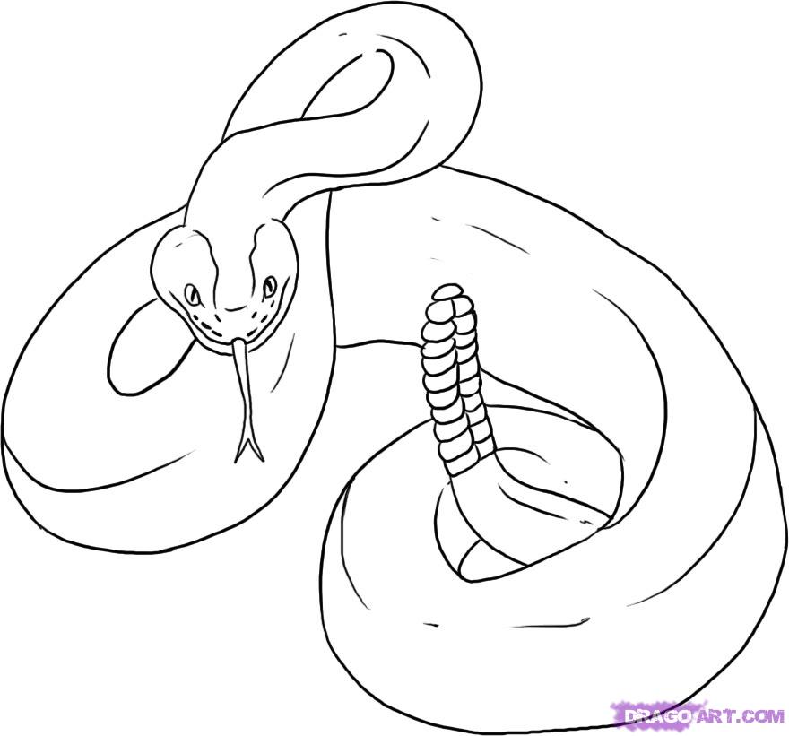 880x821 How To Draw A Rattlesnake, Step - Diamondback Rattlesnake Drawing