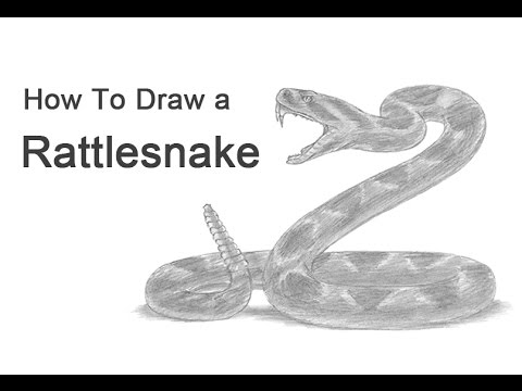 480x360 How To Draw A Snake - Diamondback Rattlesnake Drawing