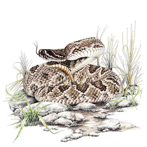 480x480 Products Tagged Rattlesnake Wildlife Drawings - Diamondback Rattlesnake Drawing