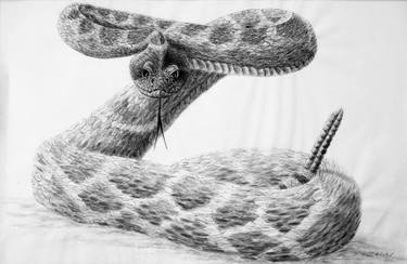 375x244 Rattler Drawing - Diamondback Rattlesnake Drawing
