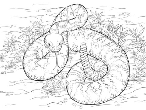 480x360 Rattlesnakes Drawing Rattlesnake Coloring Pages Webaliz Me - Diamondback Rattlesnake Drawing
