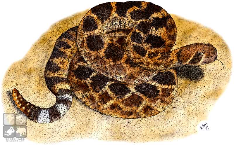 800x497 Western Diamondback Rattlesnake Stock Art Illustration - Diamondback Rattlesnake Drawing