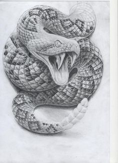 236x325 Crotalus Confluentus, Prairie Rattle Snake - Diamondback Rattlesnake Drawing
