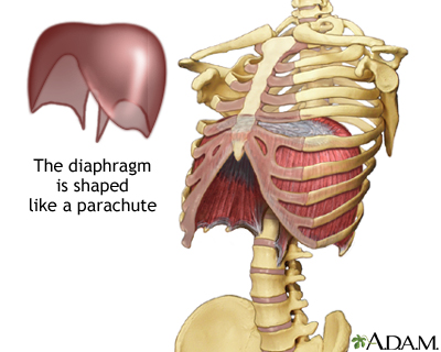400x320 diaphragm medlineplus medical encyclopedia image - Diaphragm Drawing