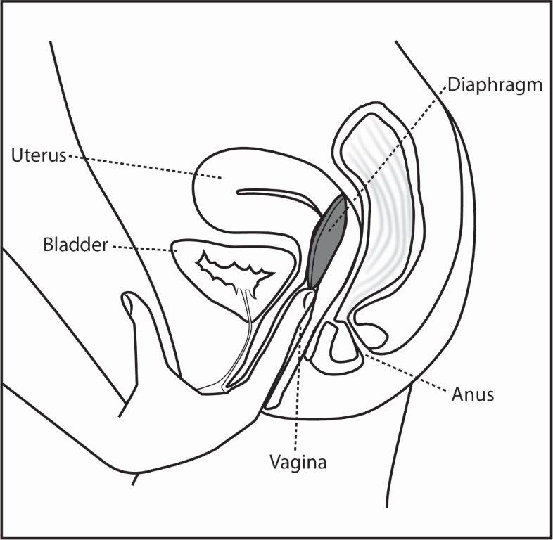 786x768 Diaphragm - Diaphragm Drawing