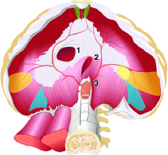 576x530 drawing of the diaphragm from the abdominal perspective shows - Diaphragm Drawing