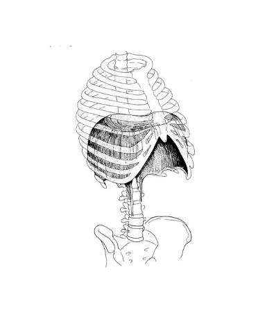 372x457 Eyal Shifroni The Diaphragm An Exceptional Muscle - Diaphragm Drawing