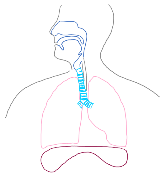 529x559 How To Draw The Human Respiratory System Steps - Diaphragm Drawing