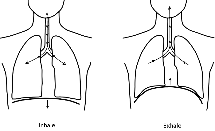 700x426 understanding embryonic breathing, part abdominal breathing - Diaphragm Drawing