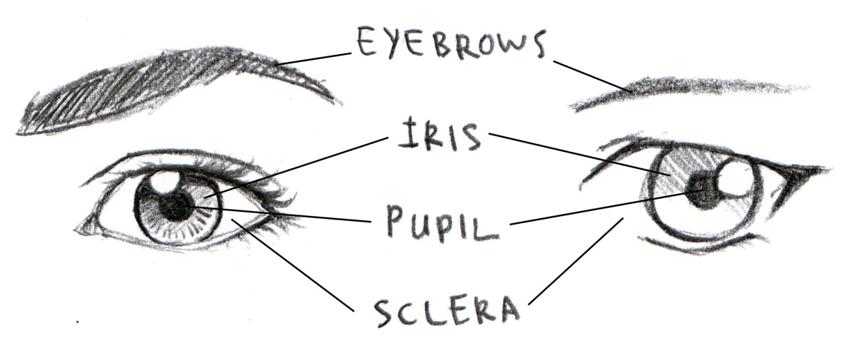 1200x505 Johnnybro's How To Draw Manga Drawing Manga Eyes - Different Types Of Eyes Drawing