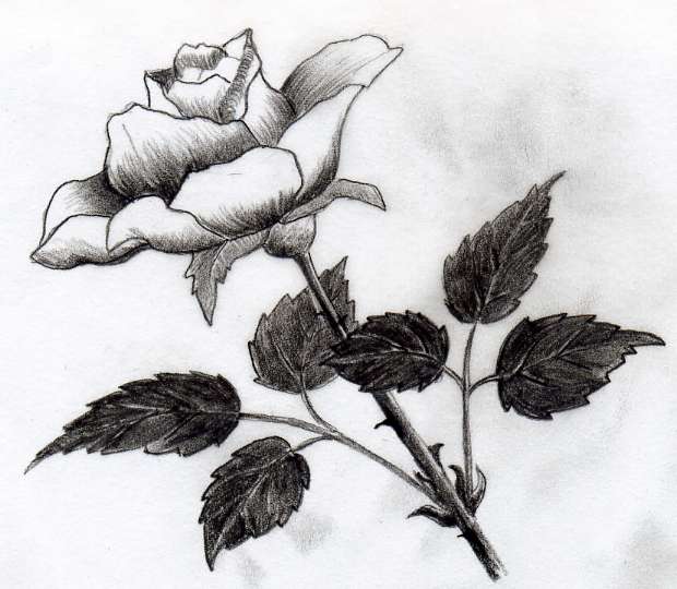 620x540 Various Rose Drawings - Difficult Drawings