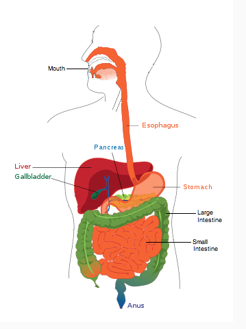 359x480 draw and label a diagram of the digestive system biology - Digestion Drawing