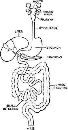 Digestion Drawing at PaintingValley.com | Explore collection of ...