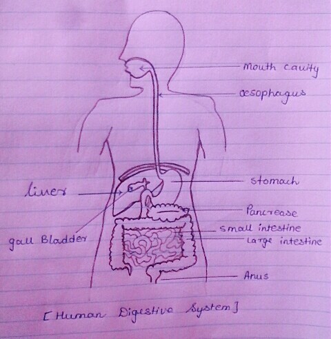 draw digestive system easy