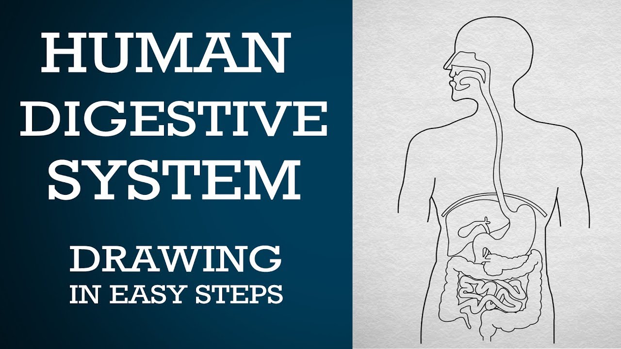 1280x720 easy way to draw human - Digestion Drawing