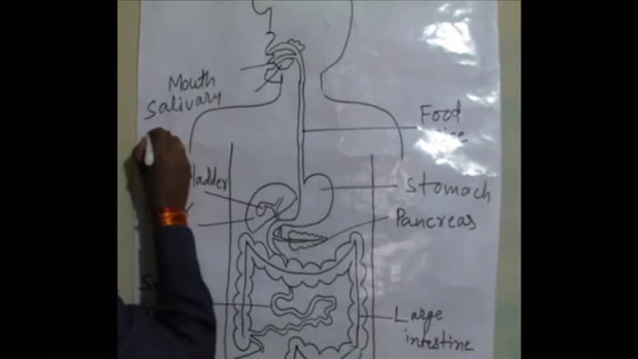 1280x720 how to draw human digestive system in very easy way - Digestion Drawing