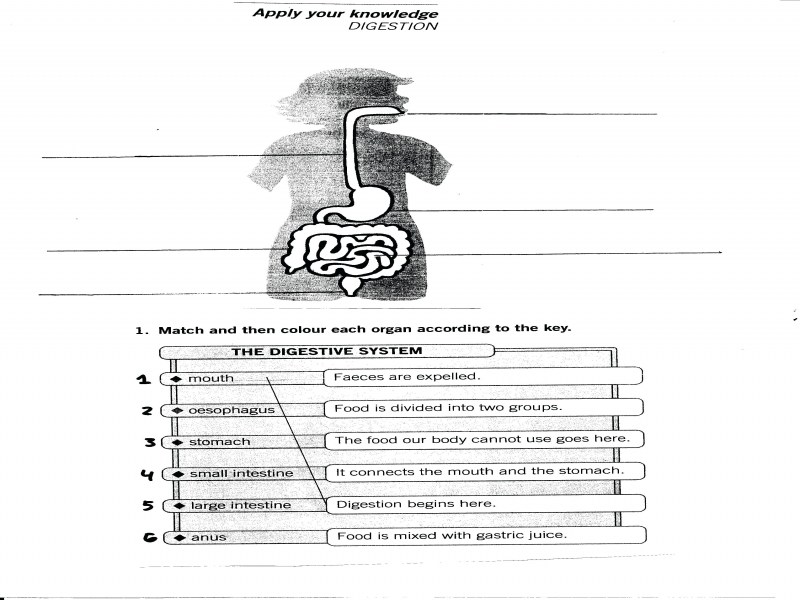 800x600 human digestive system worksheet pdf answers drawing color coding - Digestion Drawing
