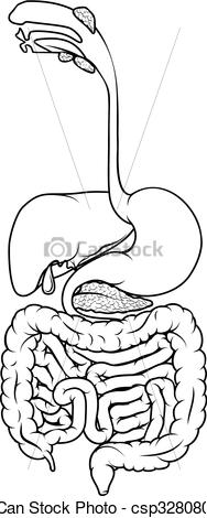 188x470 human digestive tract black and white illustration of the human - Digestion Drawing