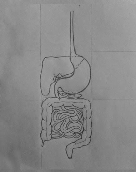 435x551 draw it neat how to draw human digestive system classical - Digestion Drawing