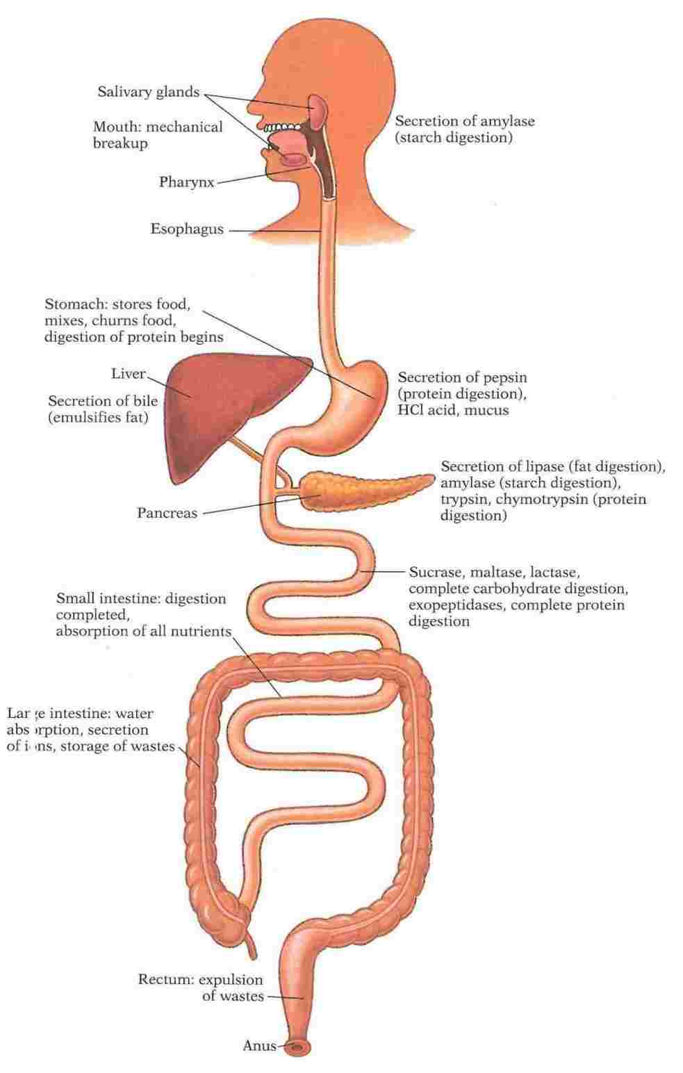 983x1544 digestive system simple drawing - Digestive System Drawing