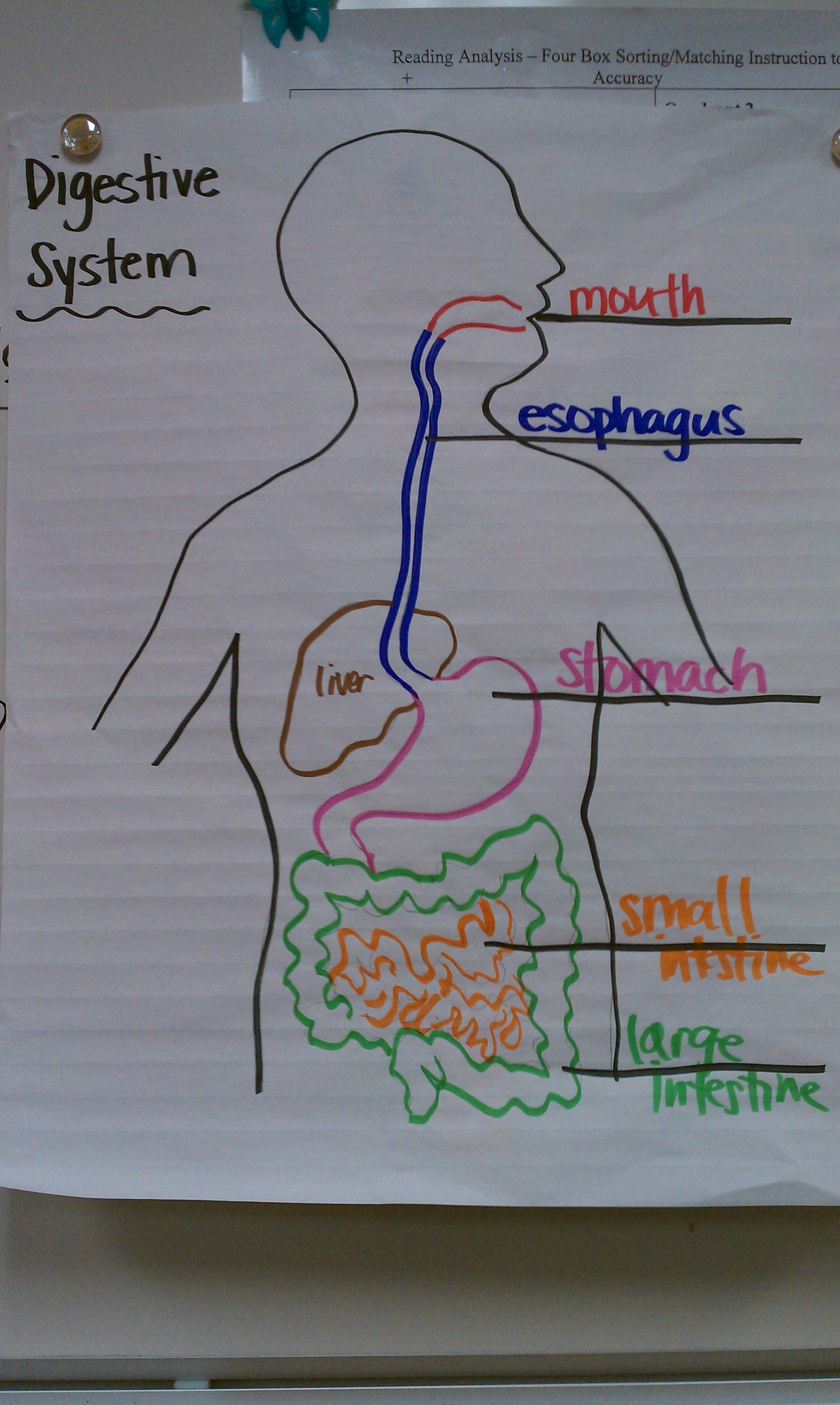 1952x3264 digestive system drawing color coding - Digestive System Drawing