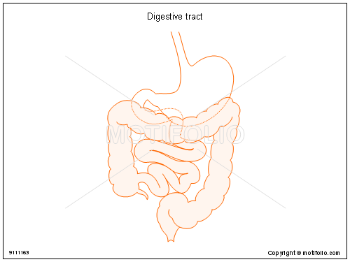 500x375 digestive tract illustrations - Digestive System Drawing