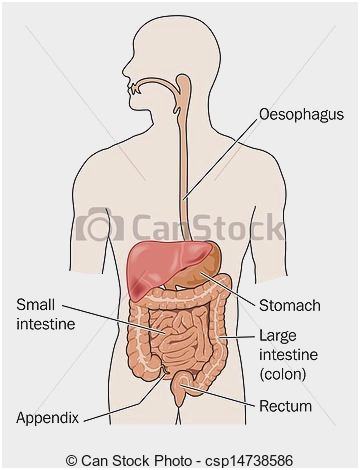 360x470 draw and label a diagram of the digestive system good human - Digestive System Drawing