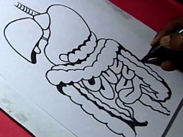 640x480 how to draw human digestive system drawing - Digestive System Drawing