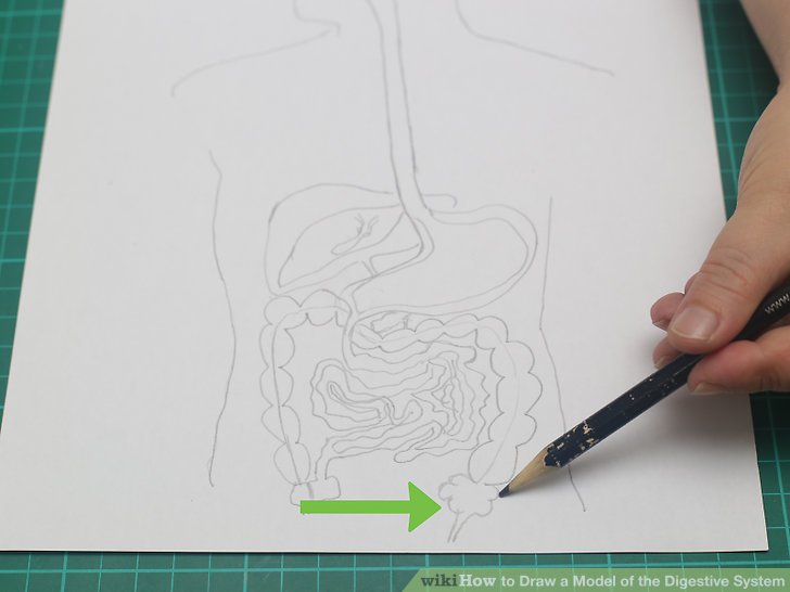 728x546 how to draw a model of the digestive system steps - Digestive System Drawing