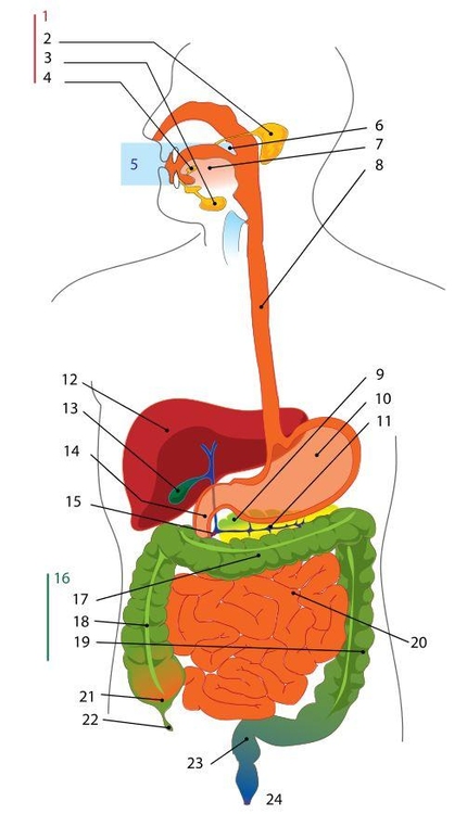 430x750 image digestive system - Digestive System Drawing