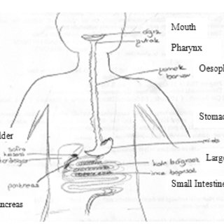 320x320 pdf exploring pre service teachers' ideas about the digestive - Digestive System Drawing