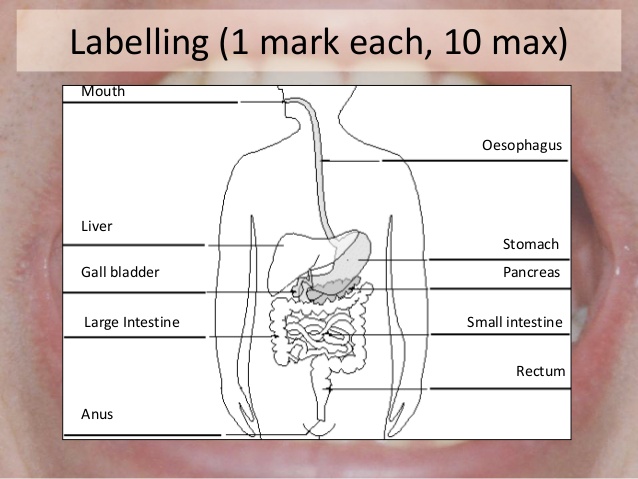  Digestive System Drawing at PaintingValley.com Explore 