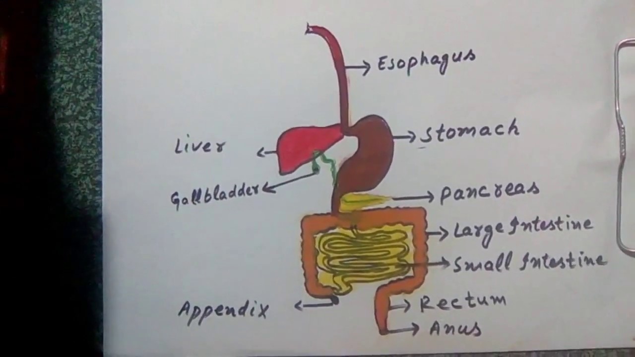 Digestive System Drawing at PaintingValley.com | Explore ...