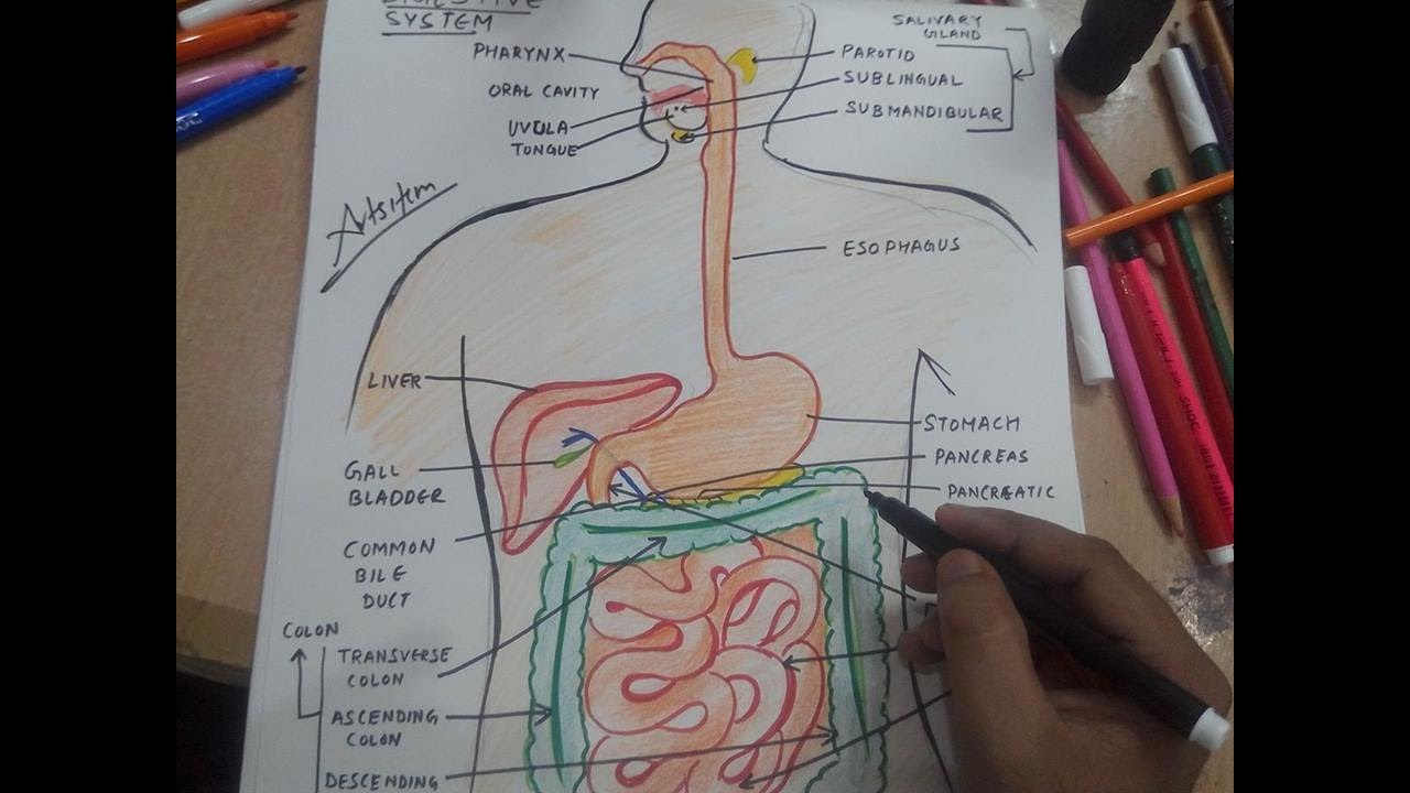 1280x720 how to draw digestive system - Digestive System Drawing