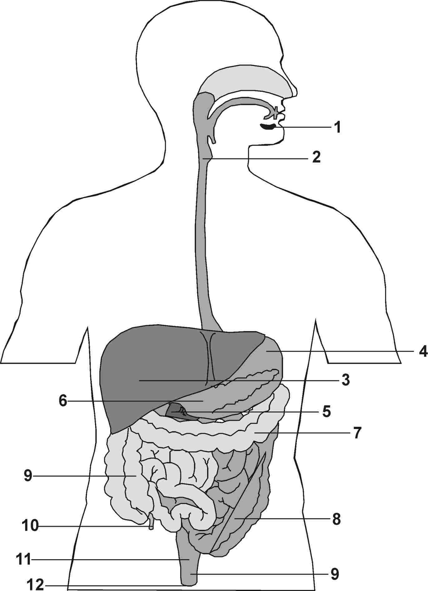 1371x1894 rhkotosforcongresscom digestive parts digestive system system - Digestive System Drawing